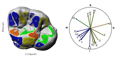 3D occlusal compass